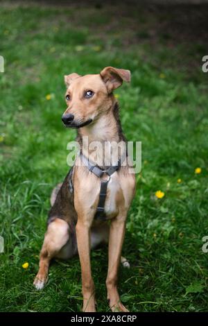 Gemischte Rasse süßer und lustiger Hund, der auf dem grünen Gras sitzt und in die Kamera schaut. Hund zur Adoption, schöne und kawai helle Farbe Pelzhund hochwertige Foto Stockfoto