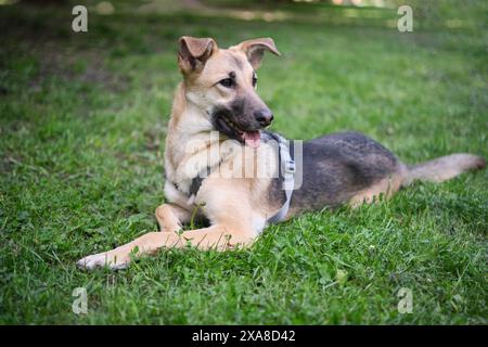 Gemischte Rasse süßer und lustiger Hund, der auf dem grünen Gras sitzt und in die Kamera schaut. Hund zur Adoption, schöne und kawai helle Farbe Pelzhund hochwertige Foto Stockfoto