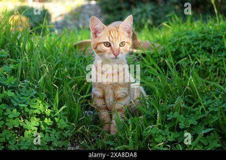 Inland Kat. Ingwerkätzchen (3 Monate alt) im Gras sitzend Stockfoto