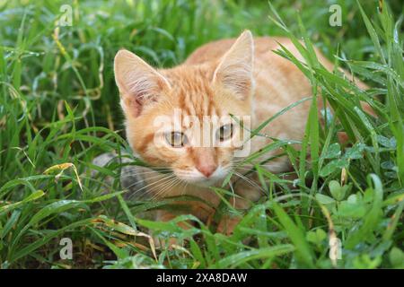 Inland Kat. Ingwerkätzchen (3 Monate alt) im Gras Stockfoto