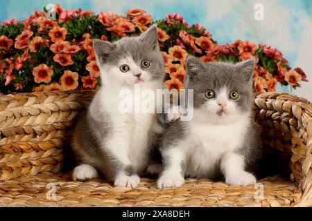 Britische Kurzhaarkatze. Zwei Kätzchen sitzen auf einer Korbbank Stockfoto