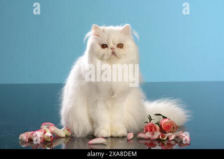 Persische Katze. Weißer Erwachsener, der neben Rosenblüten sitzt. Studiobild vor blauem Hintergrund Stockfoto