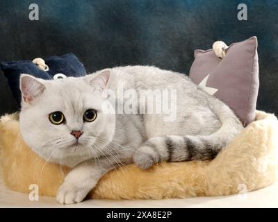 Scottish Straight. Eine erwachsene Katze (schwarz-silberfarben schattiert), die auf einem Haustierbett mit zwei Kissen liegt Stockfoto