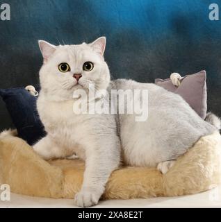 Scottish Straight. Eine erwachsene Katze (schwarz-silberfarben schattiert), die auf einem Haustierbett mit zwei Kissen liegt Stockfoto