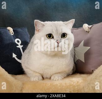 Scottish Straight. Eine erwachsene Katze (schwarz-silberfarben schattiert), die auf einem Haustierbett mit zwei Kissen liegt Stockfoto