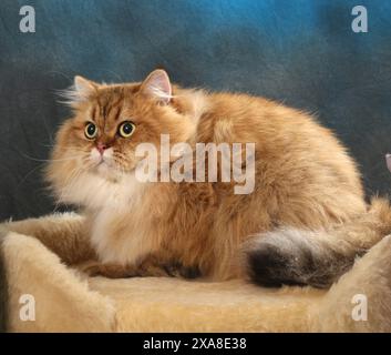 Highland Straight. Eine erwachsene Katze (schwarz-goldener Schatten, die auf einem Haustierbett liegt Stockfoto