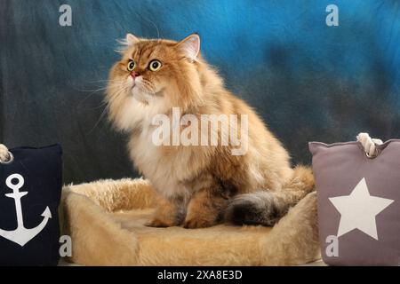 Highland Straight. Eine erwachsene Katze (schwarz-goldener Schatten, die auf einem Haustierbett sitzt Stockfoto