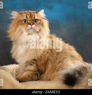 Highland Straight. Eine erwachsene Katze (schwarz-goldener Schatten, die auf einem Haustierbett sitzt Stockfoto