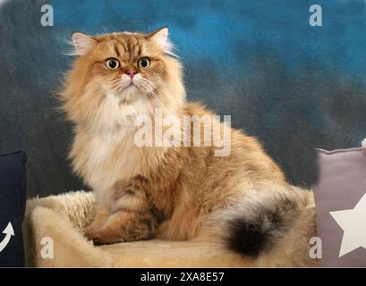 Highland Straight. Eine erwachsene Katze (schwarz-goldener Schatten, die auf einem Haustierbett sitzt Stockfoto