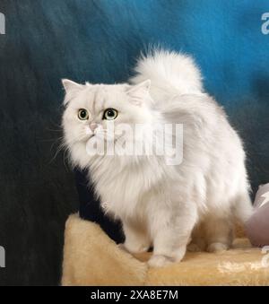 Highland Straight. Eine erwachsene Katze (schwarz-silberfarbig, stehend auf einem Haustierbett Stockfoto