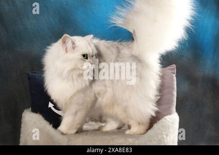 Highland Straight. Eine erwachsene Katze (schwarz-silberfarbig, stehend auf einem Haustierbett mit zwei Kissen Stockfoto