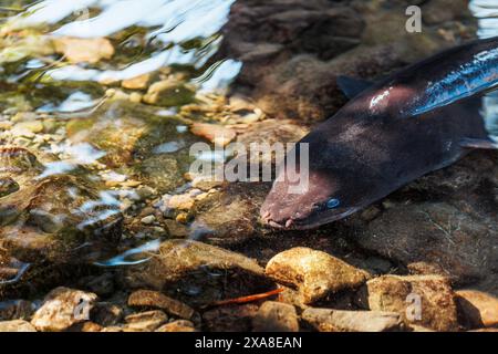 Ein Bild eines neuseeländischen Langfinnenaals, der in einem Fluss schwimmt. Stockfoto