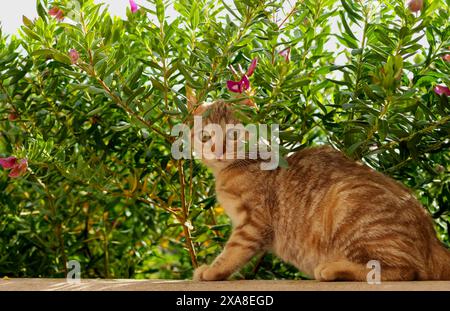 Inland Kat. Ingwerkätzchen (3 Monate alt), die zwischen blühenden Pflanzen sitzen. Spanien Stockfoto