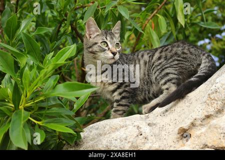 Inland Kat. Ginger Kätzchen (3 Monate alt, schwarzer Tabby), die auf einem Felsen in einem Garten stehen. Spanien Stockfoto