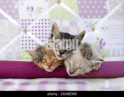 Hauskatze. Drei Kätzchen (5 Wochen alt, roter Tabby, schwarzer Tabby und Tabby Point) schlafen auf einer Decke Stockfoto