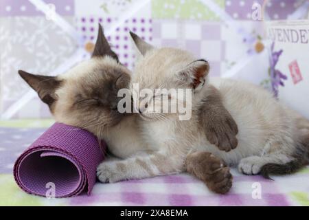 Eine erwachsene Thai-Katze (Robbenspitze) und ein Tabby-Point-Kätzchen schlafen auf einer karierten Decke Stockfoto