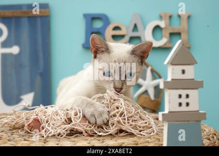 Hauskatze, siamesische Mischung (Tabby Point). Erwachsene Katze auf einem Korb in maritimer Dekoration Stockfoto
