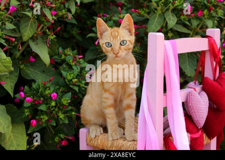 Inland Kat. Kätzchen (3 Monate alt, Ingwer) sitzen auf einem kleinen Stuhl im Garten Stockfoto