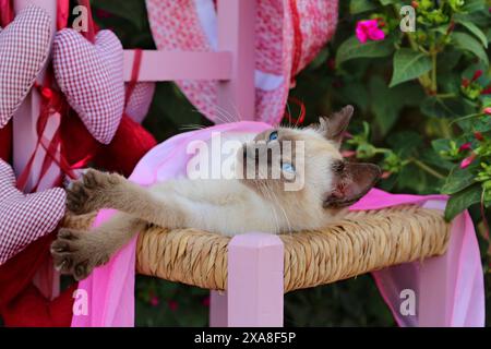 Siamese Cat/Thai Cat. Kätzchen (7 Wochen alt, Robbenspitze) auf einem kleinen Stuhl in einem Garten Stockfoto