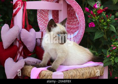 Siamese Cat/Thai Cat. Kätzchen (7 Wochen alt, Robbenpunkt), die auf einem kleinen Stuhl im Garten sitzen Stockfoto