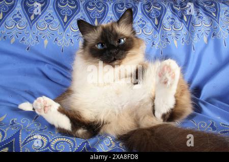 Birman, heilige Katze von Birma. Eine ausgewachsene Katze sitzt auf ihrem Rumpf auf einer blauen Decke Stockfoto