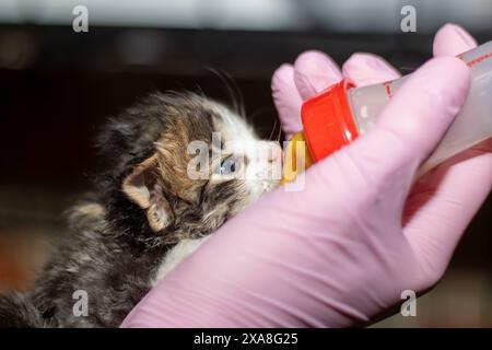 Eine Person in pinkfarbenen Handschuhen füttert ein kleines Kätzchen, ein Mitglied der Familie Felidae, und zeigt dem kleinen Fleischfresser eine pflegende Geste Stockfoto