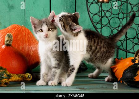 Hauskatze. Zwei Kätzchen kuscheln sich zwischen Kürbissen Stockfoto