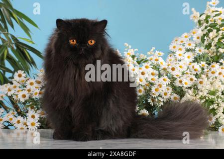 Persische Katze. Schwarze Katze mit bernsteinfarbenen Augen, die vor blühenden Gänseblümchen sitzt Stockfoto