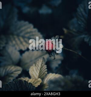 Junge wilde Erdbeere oder Scheinerdbeere - (Potentilla indica). Stockfoto