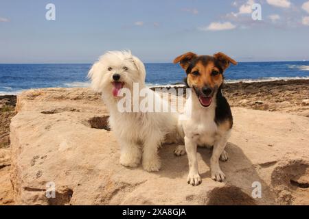 Maltese und Jack Russell Terrier sitzen an einem felsigen Strand. Mallorca, Spanien Stockfoto