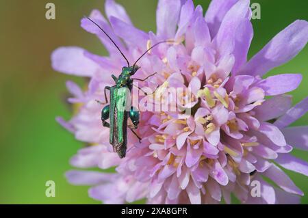 Der dickbeinige Blumenkäfer (Oedemera nobilis) an der Schabenblüte (Knautia arvensis). Deutschland Stockfoto