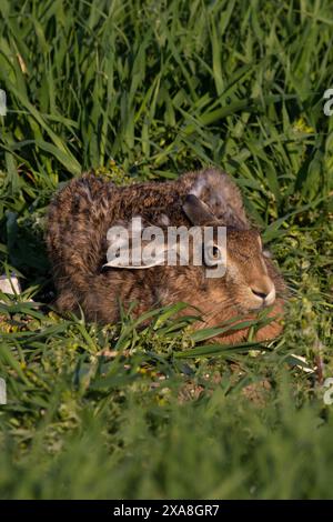 Braunhase (Lepus europaeus) Norfolk Mai 2024 Stockfoto
