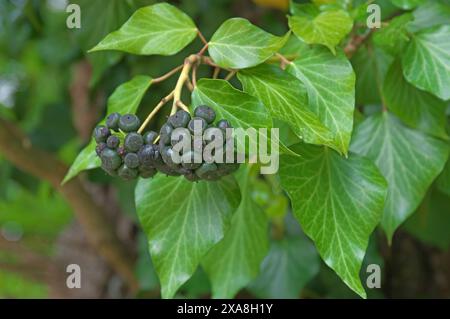 Efeu, englischer Efeu (Hedera helix). Die blau-schwarzen Früchte Reifen im Frühjahr. Deutschland Stockfoto