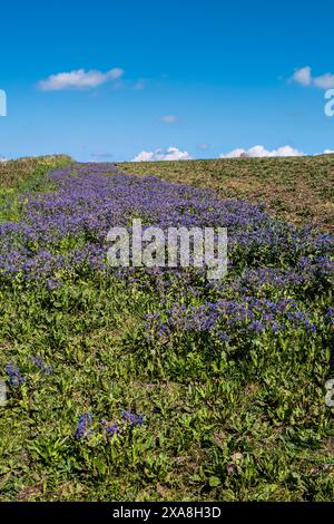 Borretschanbau auf einem Feld auf West Pwhole Farmland in Newquay in Cornwall, Großbritannien. Stockfoto