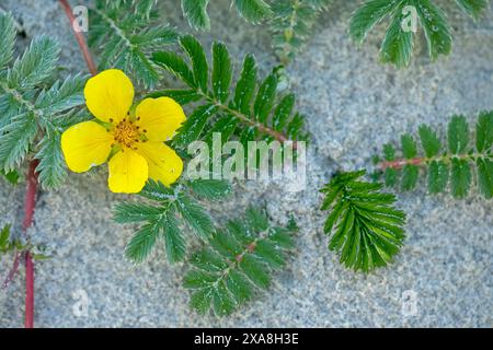 Gänsegras, Silverweed, Wilde Tansy (Potentilla anserina), blühende Pflanze. Dänemark Stockfoto