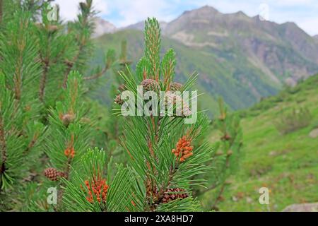 Bergkiefer, Zwergkiefer, Mugo-Kiefer (Pinus mugo). Neue Triebe, Blumen und Kegel, Tirol, Österreich Stockfoto