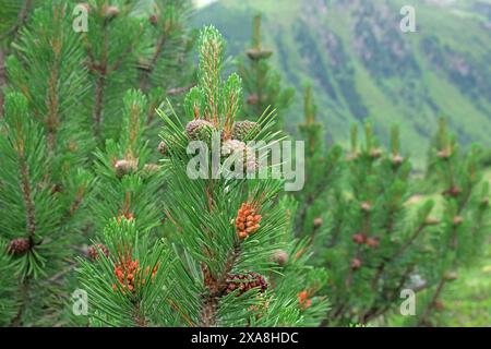 Bergkiefer, Zwergkiefer, Mugo-Kiefer (Pinus mugo). Neue Triebe, Blumen und Kegel, Tirol, Österreich Stockfoto