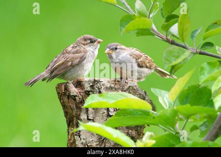 Haussperling (Passer domesticus). Zwei Jungvögel auf einem Baumstumpf in einem Obstgarten. Deutschland Stockfoto