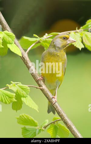 Europäischer Grünfink (Carduelis chloris) auf einem Haselzweig. Grmany Stockfoto