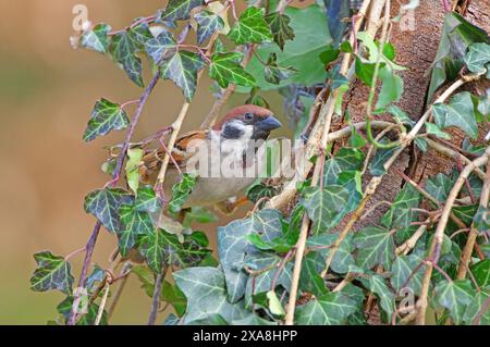Baumsperling (Passer montanus) umgeben von Efeureben auf einem alten Baumstumpf. Deutschland Stockfoto