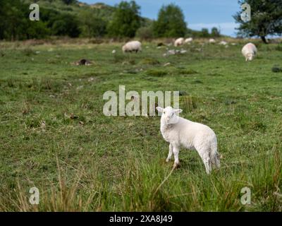 Ein weißes Lamm steht auf einer üppigen grünen Weide mit schottenden Schafen, die auf einem walisischen Hügel im Hintergrund grasen. Stockfoto