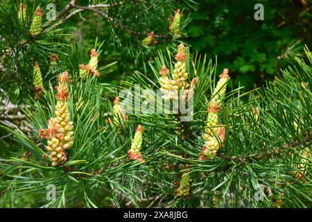 Kiefer (Pinus sylvestris). Zweige mit männlichen Blüten - Deutschland Stockfoto