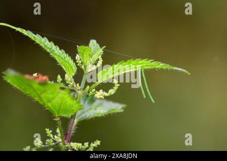 Karte Schmetterling (Araschnia levana). Eier in Fäden auf der Unterseite eines Brennnesselblattes. Deutschland Stockfoto