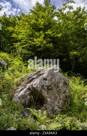 Großer Stein im Wald Stockfoto