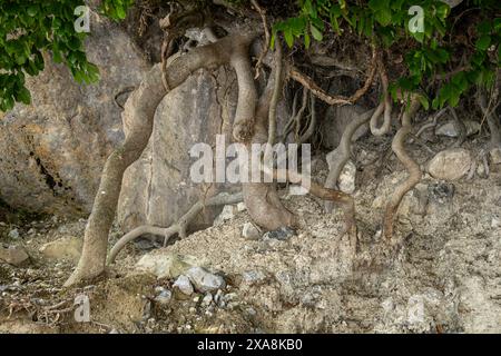 Baumwurzeln außerhalb der Erde Stockfoto