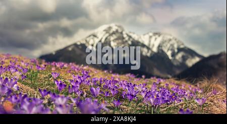 Dolina Chocholowska mit blühenden lila Krokussen oder Safranblüten, berühmtes Tal in der Hohen Tatra, Polen. Malerische Frühlingslandschaft, na Stockfoto