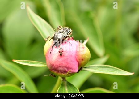 Weiß gefleckter Rosenkäfer, Oxythyrea funesta, auf einer lila Blume unter der Sonne. Hochwertige Fotos Stockfoto