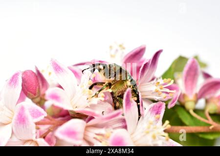 Ein grün-goldener Bronzekäfer sitzt auf einer Blume. Stockfoto