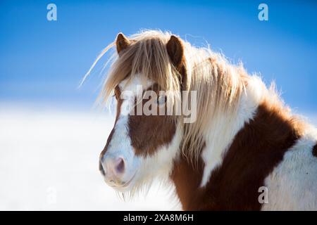 Islandpferd. Porträt eines Pinto im Wintermantel. Deutschland Stockfoto