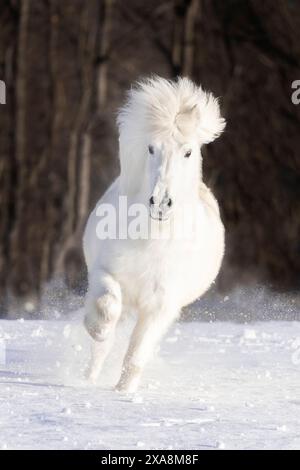 Islandpferd. Grauwallach im Wintermantel galoppiert im Schnee. Deutschland Stockfoto